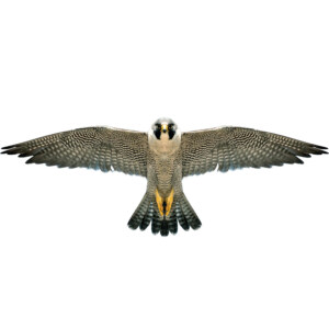 DRAGE FALK (120X44CM)